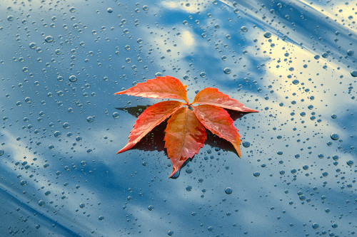 Blätterwirbel? Nicht in Ihrer Waschanlage! Tipps für die Autopflege im Herbst bei Günther Lahr