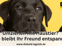 Tipps für den Umzug mit Haustieren: So bleibt Ihr tierischer Freund stressfrei