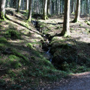 Pilzwanderung