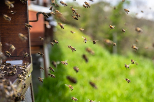 Weltbienentag: Warum Bienen für unser Überleben unverzichtbar sind
