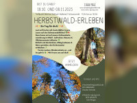 Raus aus dem Kopf, rein in den Wald – dein Achtsamkeits-Reset