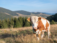 Nachhaltig ins neue Jahr: Schwarzwälder Inspiration für ein bewusstes Leben