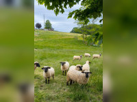 Es war einmal... der Wolf und die Schafe