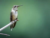 Der kleine Kolibri voller Weisheit 