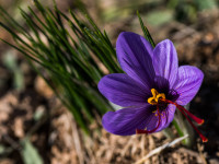 Von der Mancha bis zu Dir: Die Reise des Safrans – Spaniens rotes Gold