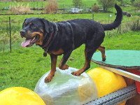 Hunde-Erlebnispark war über Pfingsten bereits ausgebucht
